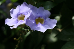 Thunbergia grandiflora